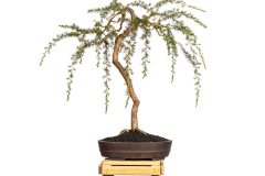 67 Kunzea ambigua