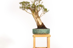 72 Melaleuca linariifolia