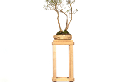 75 Kunzea peduncularis