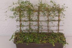 002 Hardenbergia sp