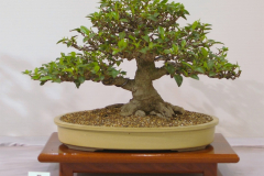 05 Ficus rubiginosa