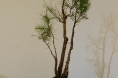 11 Allocasuarina torulosa