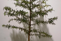 15 Araucaria bidwillii