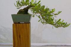 19 Banksia serrata Pygmy Possum
