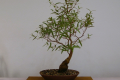20 Corymbia citriodora