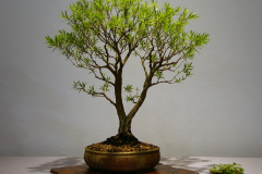 24 Callistemon viminalis Captain Cook