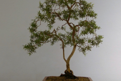 27 Leptospermum madidum var sativum