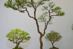 33 Melaleuca bracteata Gold Gem