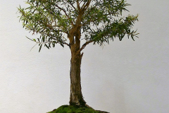 34 Leptospermum petersonii