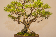 35 Callistemon viminalis Captain Cook