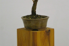 36 Dodonaea viscosa