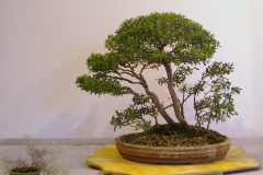 38 Leptospermum laevigatum