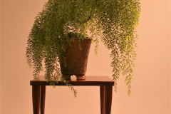 42 Acacia howittii