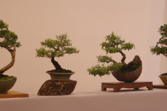 44 Leptospermum and Syzygium display