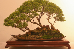 45 Leptospermum laevigatum