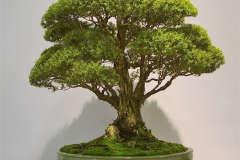 46 Melaleuca styphelioides