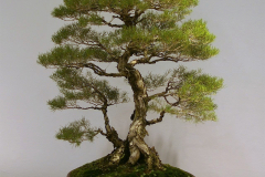 54 Melaleuca raphiophylla