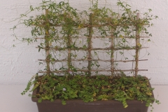 002 Hardenbergia sp