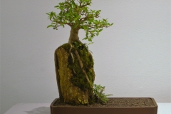 02 Ficus rubiginosa