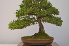 03 Callistemon citrinus