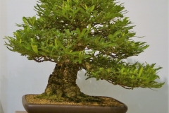 04 Banksia aemula