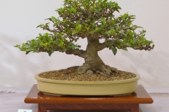 05 Ficus rubiginosa