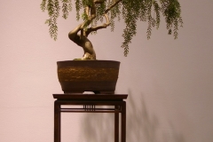 07 Acacia howittii