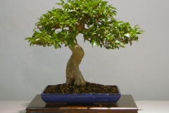 08 Ficus rubiginosa