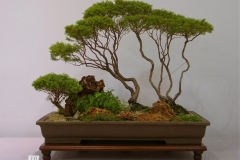 10 Sannantha virgata