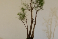 11 Allocasuarina torulosa