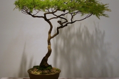13 Leptospermum flavescens