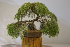 14 Acacia howittii