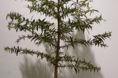 15 Araucaria bidwillii