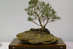 16 Melaleuca ericifolia