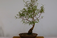 20 Corymbia citriodora