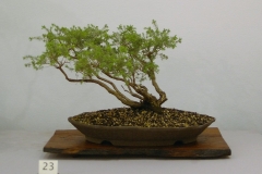 23 Melaleuca incana nana