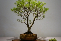 24 Callistemon viminalis Captain Cook
