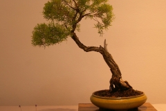 26 Melaleuca linarifolia