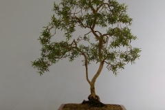 27 Leptospermum madidum var sativum