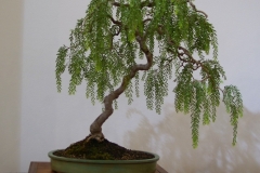 28 Acacia howittii