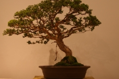 30 Leptospermum scoparium