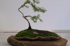 31 Kunzea baxteri