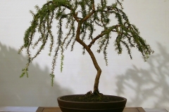 32 Kunzea ambigua