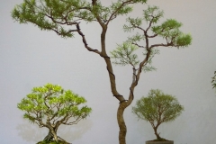 33 Melaleuca bracteata Gold Gem