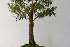 34 Leptospermum petersonii