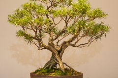 35 Callistemon viminalis Captain Cook