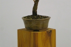 36 Dodonaea viscosa
