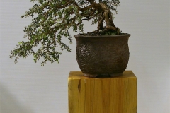 37 Leptospermum scoparium Jims Rocky Rambler
