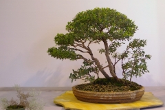 38 Leptospermum laevigatum