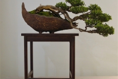 39 Leptospermum laevigatum